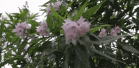 chitalpa tashkentensis la trees GIF by alixmcalpine