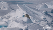 Polar Bear GIF by PBS