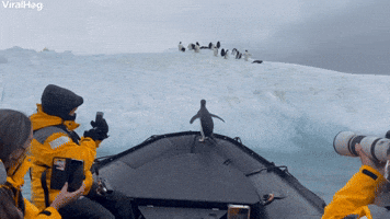 Penguin Takes a Ride on an Antarctic Taxi