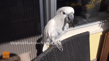 Clever Cockatoo Gets Musical With Spoon