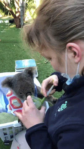 Koala Gulps Down Smoothie at Australian Sanctuary