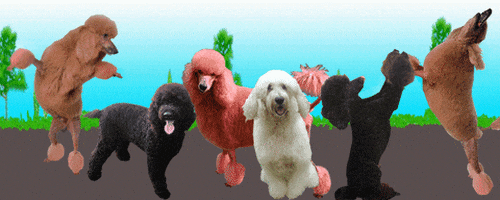 poodle GIF by Kate