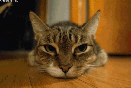 bloated cat GIF