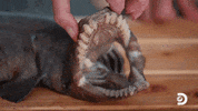 First Contact Alien Shark GIF by Shark Week