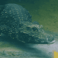 happy safari park GIF by San Diego Zoo