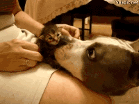 cute kitten GIF