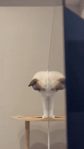 cuteanimalland giphyupload GIF