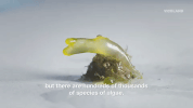 viceland GIF by Hamilton's Pharmacopeia