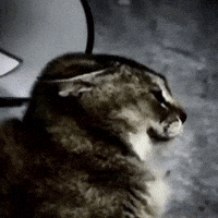 Mei Mei Cat GIF