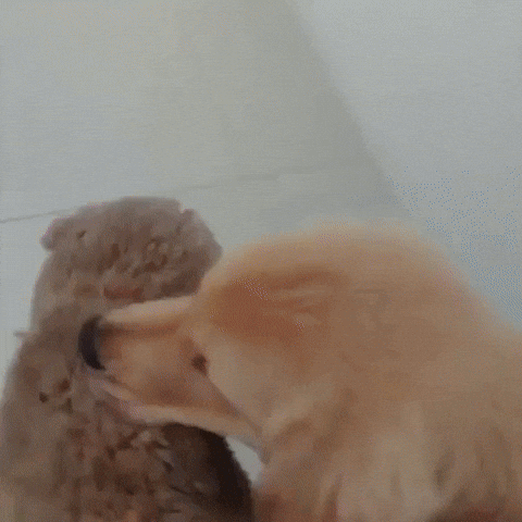 cuteanimalland giphyupload GIF