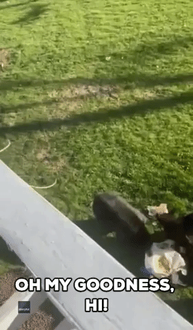 Bears  Throw Trash All Over Lawn