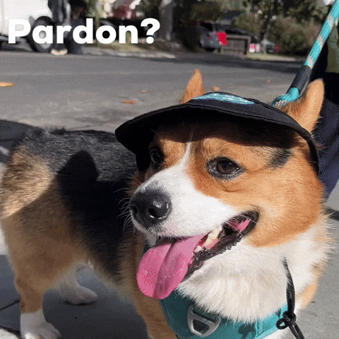 Corgi Milo GIF