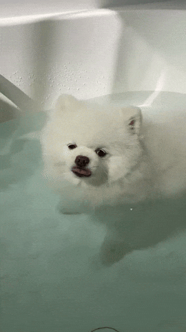 cuteanimalland giphyupload GIF