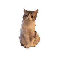 Angry Cat Sticker by Meta Meow