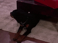 Season 1 Dog GIF by Living Single