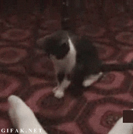 cat GIF