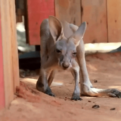 Kangaroo GIF by Storyful