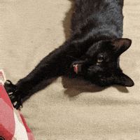 Scared Black Cat GIF