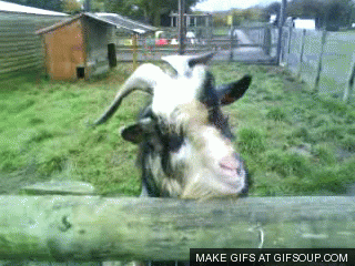 GIF by Random Goat