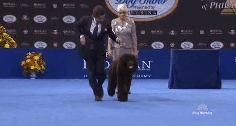 national dog show 2018 GIF by NBC