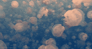 Ocean Jellyfish GIF
