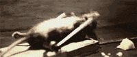 mouse GIF