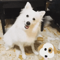 airdriedtreats  GIF