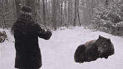 sleep bears GIF by Andrea