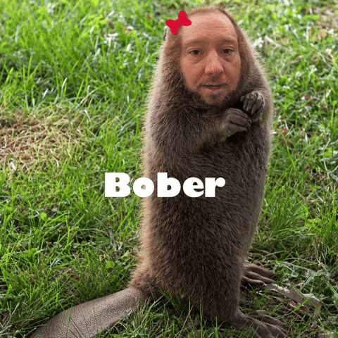 Polish Bober GIF