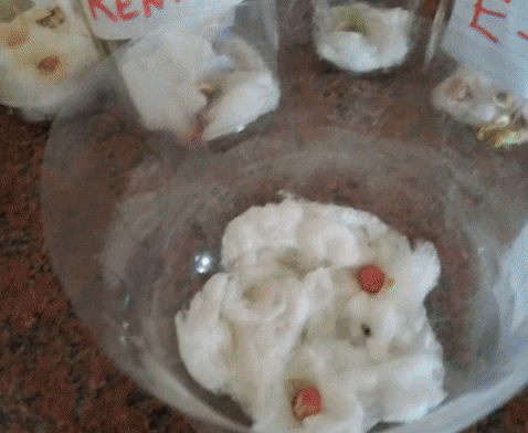 gretelbeatriz giphygifmaker GIF
