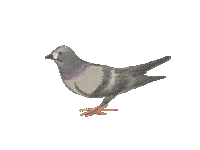 Pigeon Taube Sticker by Jupitermond Verlag