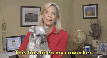 Cat Dog GIF