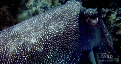 worldâs deadliest GIF by Nat Geo Wild 