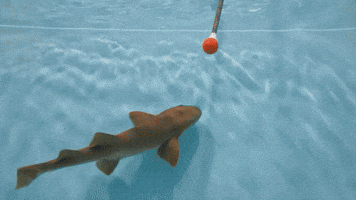New England Aquarium Welcomes First Nurse Shark