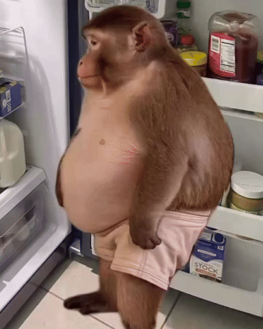 myprincedamien hungry belly fridge affe GIF