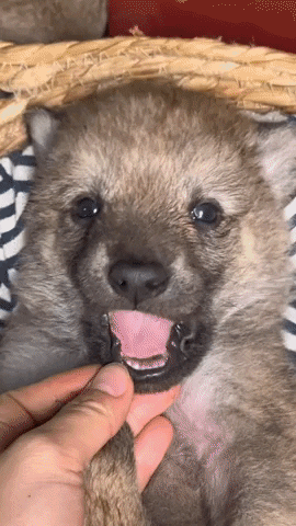 cuteanimalland giphyupload GIF