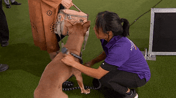 Dog Show GIF by Westminster Kennel Club