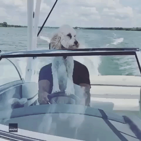Sea Dog: Texas Pooch 'Steers’ Family's Boat