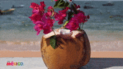 VisitMexico travel beach coco playa GIF
