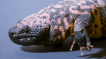 Gila Monster What GIF by Great Big Story