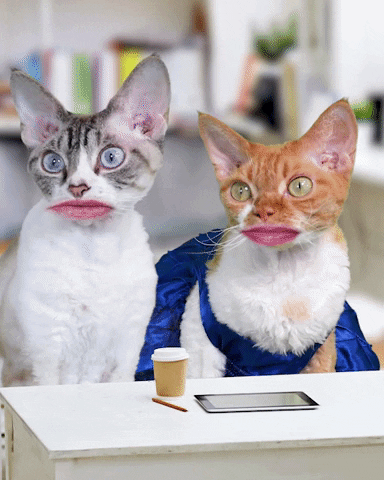 Chewing Gum Funny Cats GIF