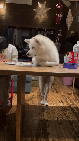 cuteanimalland giphyupload GIF