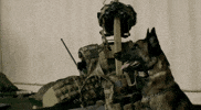 seal team dog GIF by CBS