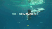 GIF by Dolphin Discovery