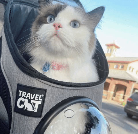 Cat Backpack GIF by Your Cat Backpack Travel Cat