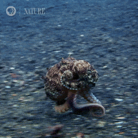 Pbs Nature Sea GIF by Nature on PBS