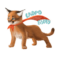 Cat Котенок Sticker by VIPLEO® is the cattery founder of legal caracats.