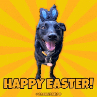 Dog Puppy GIF