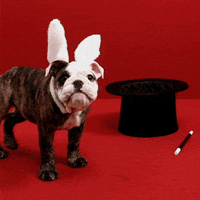 bonobos_ magic puppy bunny rabbit GIF