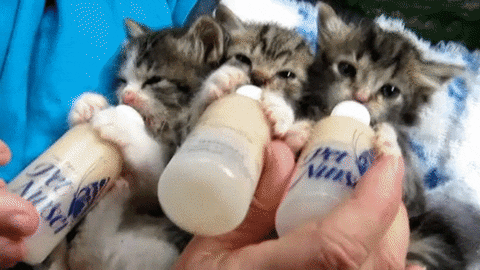 aww GIF